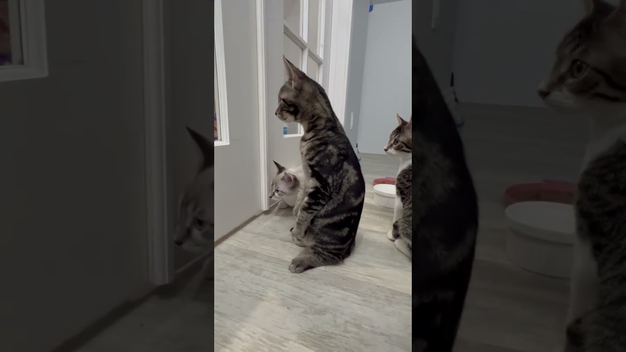 Enlarge Lonny, a Adoptable mixed breed in Elmhurst, IL video 6/6