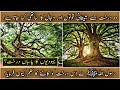 Gharqad Tree Plantation In Israel Gharqad Tree In Urdu Hindi Boxthorn Reality Abklearningsupport