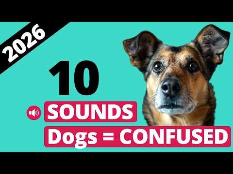 10 Sounds That Will Confuse Your Dog [ 2026 ]