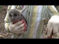 Baby Owl's First Flight Ever (Part 2) | Kritter Klub