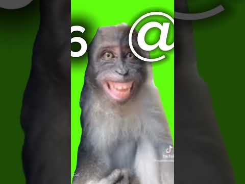 Małpa 1✨ małpa 2✨ małpa 3✨ małpa 4✨ małpa 5✨ małpa 6✨ małpa 7✨ małpa 8✨ małpa9✨