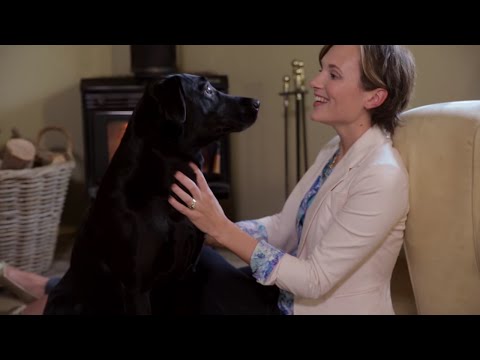 The Housesitting Company