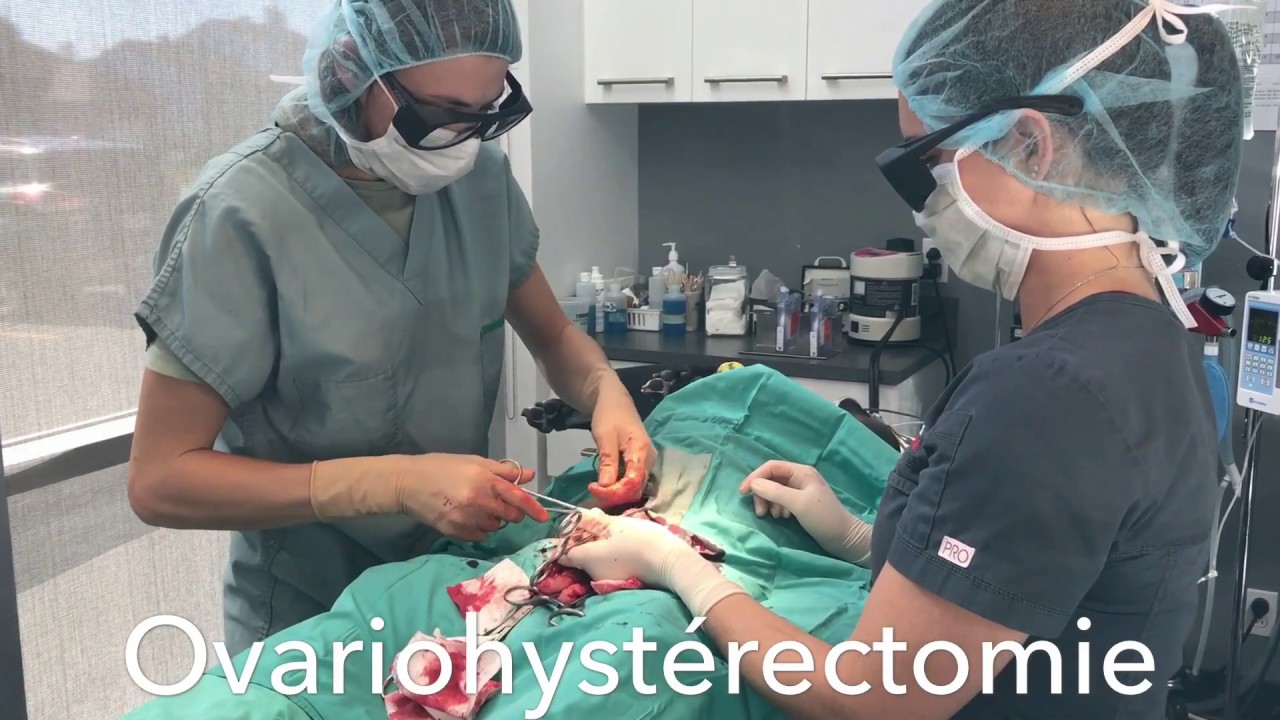 Stérilisation de chienne Clinique Vétérinaire Valmont