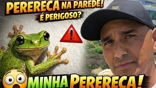 DO NADA APARECEU UMA PERERECA NA MINHA PAREDE! OLHA ISSO! TOMEI UM SUSTO! OLHA O QUE TINHA NA PAREDE