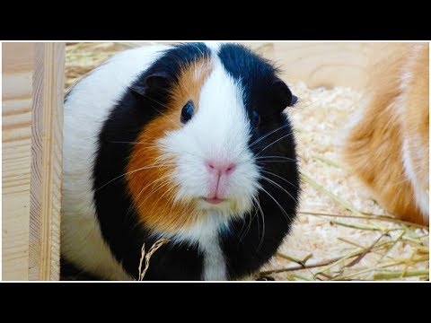 YouTube video about: Where do guinea pigs like to be scratched?