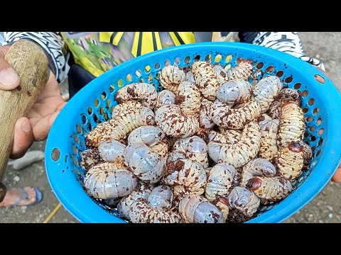 P2- Catching Coconut Worm (Uok Challenge) Pinoy Exotic Food. Occ Mindoro, EP-120