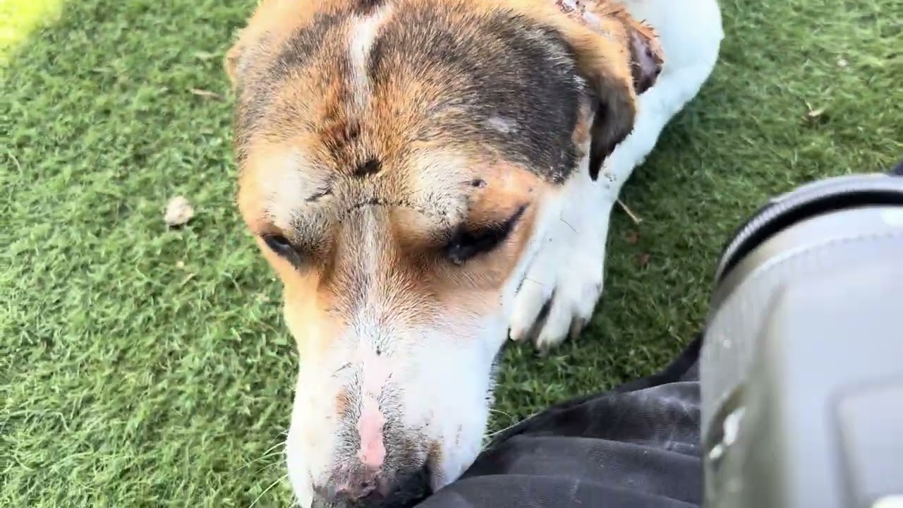 LENO (AVAILABLE SEPT 4), a ADOPTABLE mixed breed in Wasco, CA video 6/6