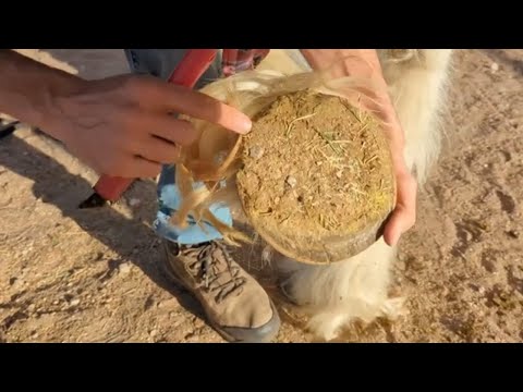 Hoof picking horse with laminitis!
