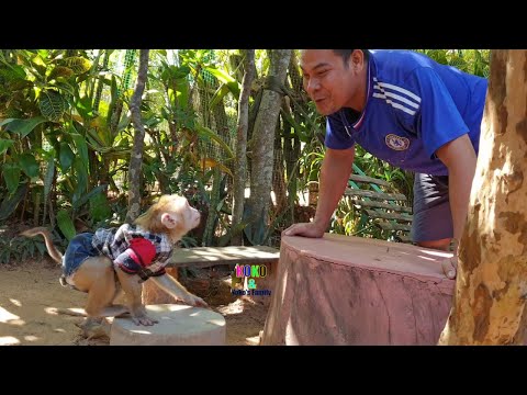 Aha So Fun Little Angel BB Monkey Yoko Reacts Playing With Daddy