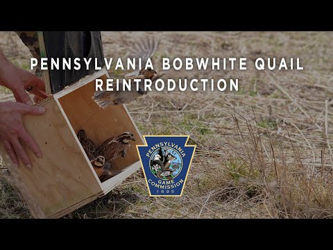 Pennsylvania Bobwhite Quail Reintroduction