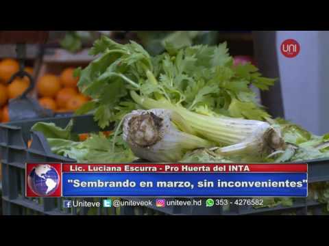 Cómo cuidar las plantas de las heladas