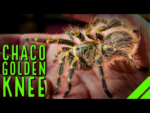 Sklípkavec zlatokolenný (Grammostola pulchripes / Chaco Golden Knee) — starostlivosť, terárium a kŕmenie (The Tarantula Collective)