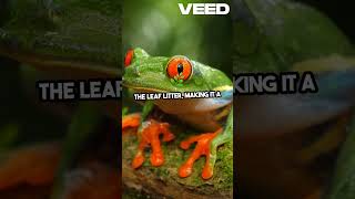 Download lagu Meet the Tiny Frog  Pea Sized Wonder! #frogs #frog #papua #papuanewguinea #viralvideo  #knowledge mp3