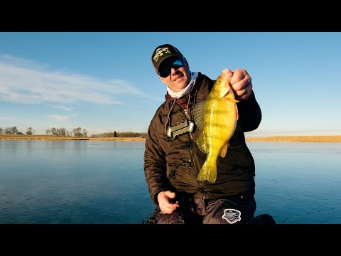 North Dakota Slough Tiger Jumbo Perch and Bonus Walleyes ON ICE - In Depth Outdoors S15 E3
