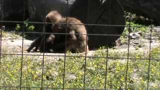 preview picture of video 'Dzselada páviánok a veszprémi állatkertben'
