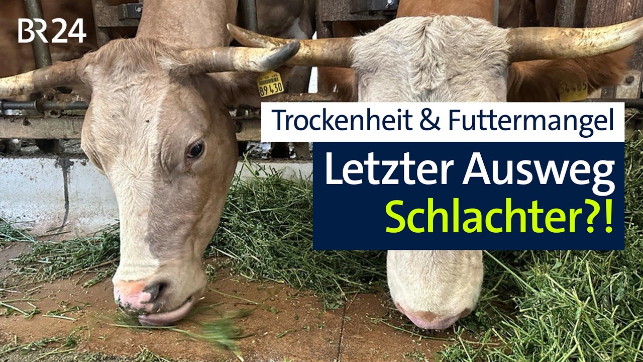 Hitze und Trockenheit: So hart kämpfen Landwirte um's Tierfutter I BR24 vor Ort
