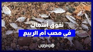 كارثة بيئية تهز مصب أم الربيع.. نفوق جماعي لأسماك نادرة بأحجام مختلفة يستنفر الساكنة. thumbnail