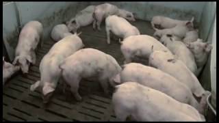 Африканская чума свиней на территории города под контролем