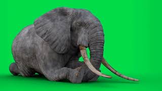 Download lagu Green screen gajah no copyright mp3