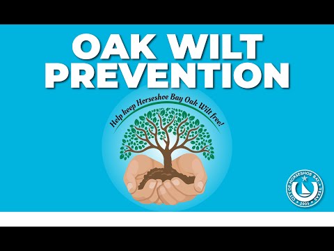 Oak Wilt Prevention Video - Help keep Horseshoe Bay Oak Wilt free!