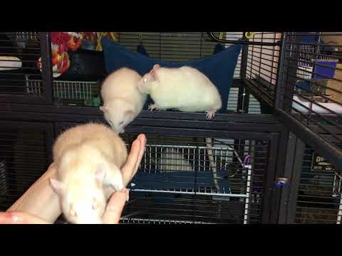 Handling/Working with Skittish Rats - The "On Again, off Again" Game!