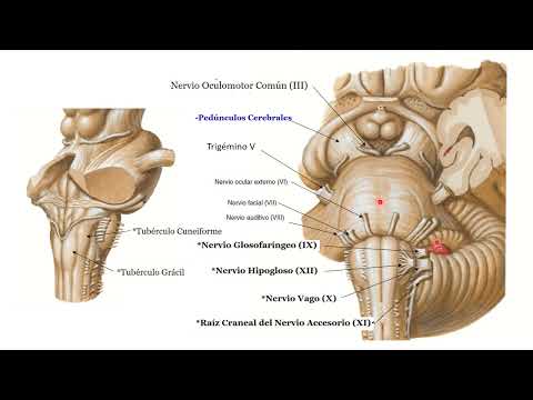 Tronco encefálico y cerebelo