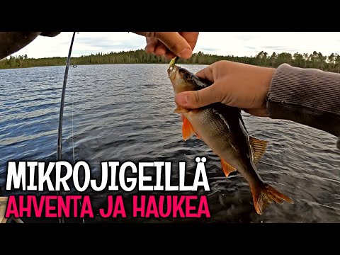 METSÄJÄRVEN AHVENIA JA HAUKIA - KALASSA KOILLISMAALLA - ORKA MIKROJIGIT