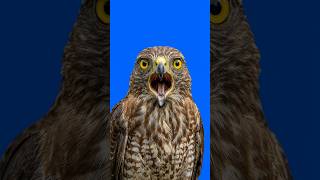Som de Gavião Cantando #canto #aves