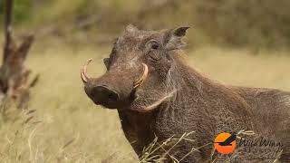 Safari Scenes 23-27 April 2024