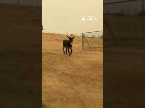 Abren un santuario en Cadalso de los Vidrios para salvar a 200 animales del fuego