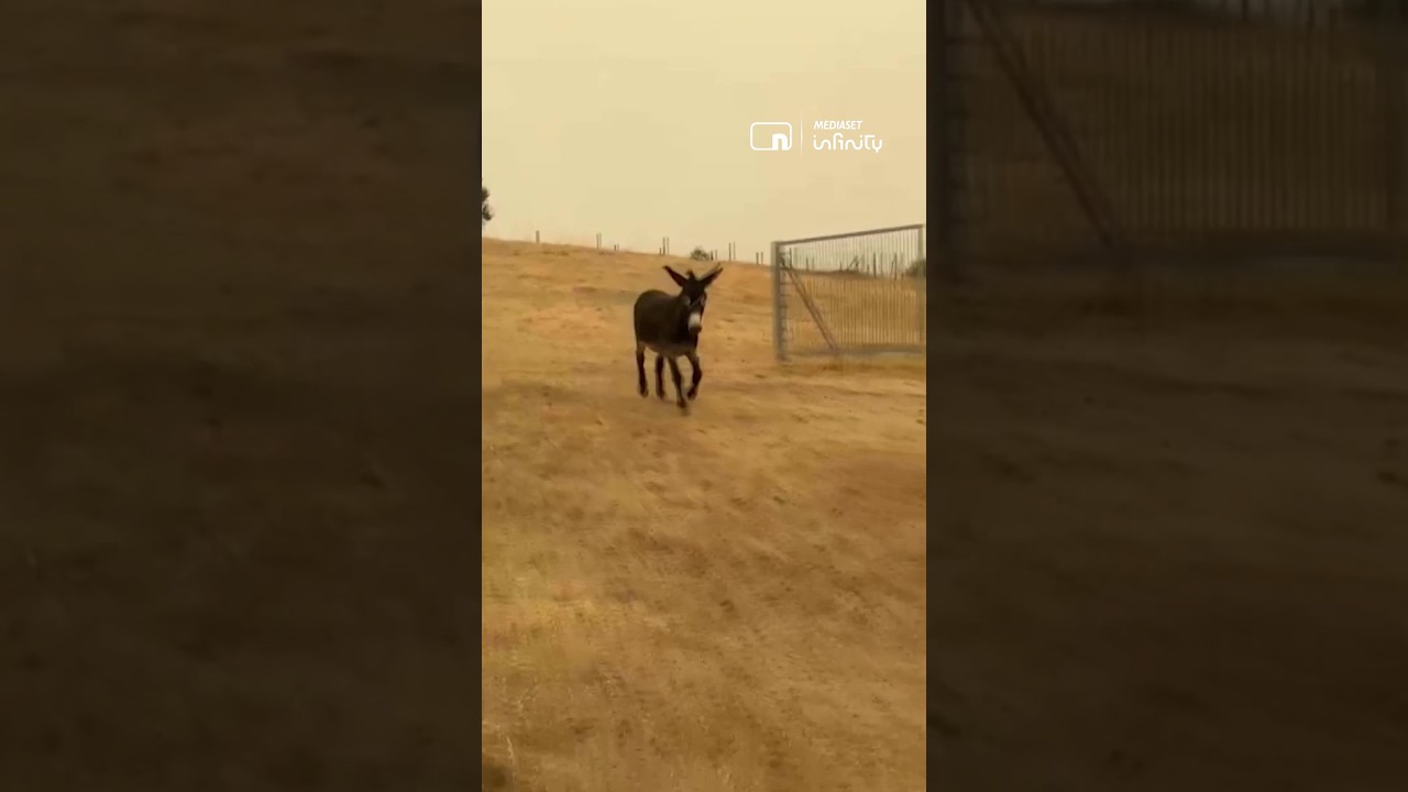 Abren un santuario en Cadalso de los Vidrios para salvar a 200 animales del fuego