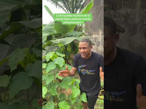 L’incroyable mystère de la plante Djeka dans le monde métaphysique by Sylvain Kamgang