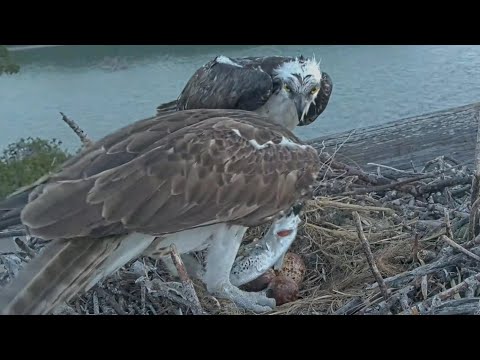 Captiva Osprey Cam | Andy bring fish in breakfast for Lena | 16.02.2022