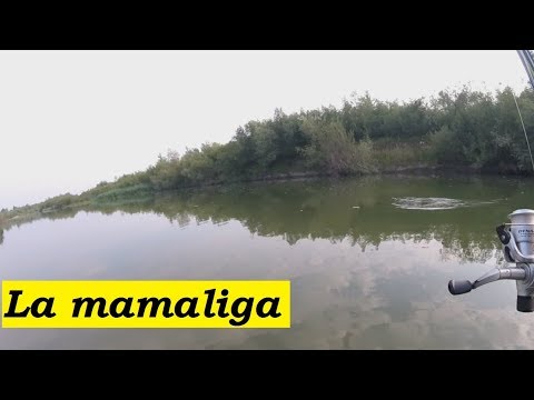 Pescuit de dimineata cu mamaliga