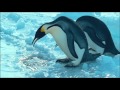 Volg De Pinguins Re Edit Van Harry Te Riele Transitiefocus Com