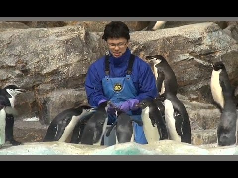 名古屋港水族館シリーズ 「南極の海・ペンギン水槽」