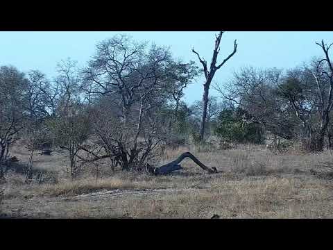 Djuma: Impalas were grazing-got startled and ran off - 07:20 - 09/04/21