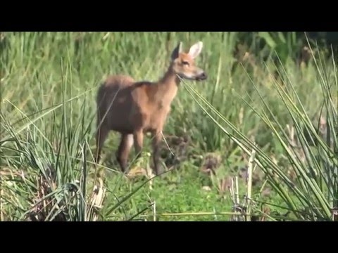 Two ugly birds called Screamers in the Ibera Wetlands, Argentina