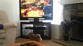 Dog watching Cats and Dogs Movie on TV. FUNNY!