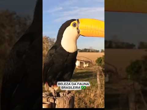 BELEZA DA FAUNA BRASILEIRA 🇧🇷@QueHistoriaeEssaMax