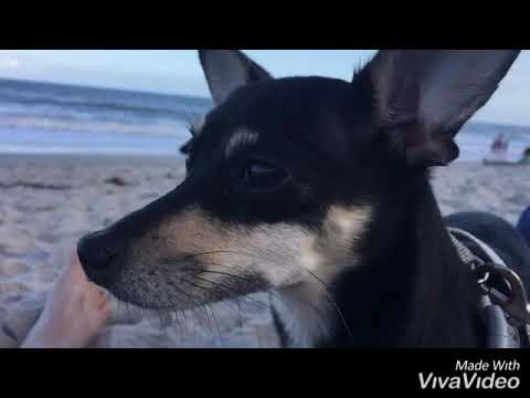 download lagu mp3 mp4 Dog Beach Near Orlando, download lagu Dog Beach Near Orlando gratis, unduh video klip Dog Beach Near Orlando