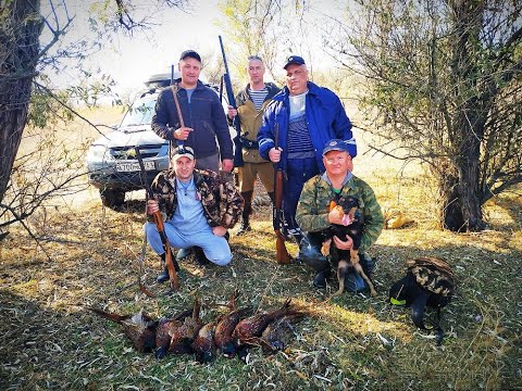 Охота на фазана в Ростовской области 2019 год . Охота по перу 2019 год