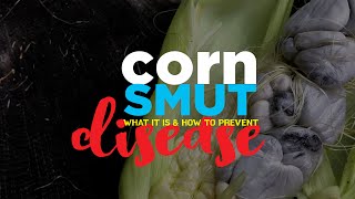 What is Corn Smut (Huitlacoche)