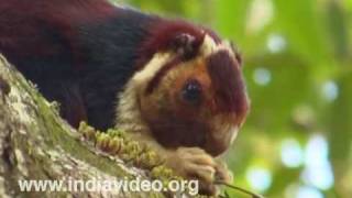 Malabar Giant Squirrel or Ratufa Indica Maxima