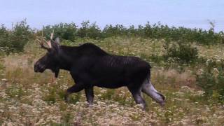 Moose in Owls Head Maine