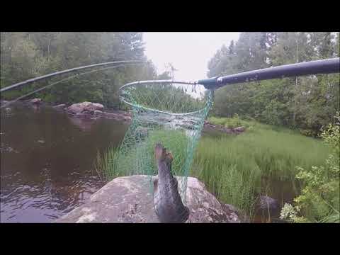 Markus Kalassa - Jokikalastus 2018 Juhannuskalat Lestijoesta