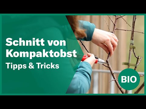 Kompaktobstbäume: Winterschnitt für reiche Ernte | Andermatt