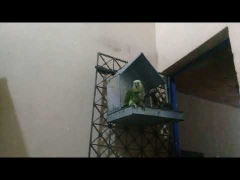 Louro hulk crescendo com a Duda