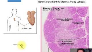 Histologia órgãos linfóides   I