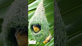 Download lagu Incredible Weaver Bird Builds Mind-Blowing Nest in Record Time #birdslover #birdhomes mp3 Download lagu Incredible Weaver Bird Builds Mind-Blowing Nest in Record Time #birdslover #birdhomes mp3